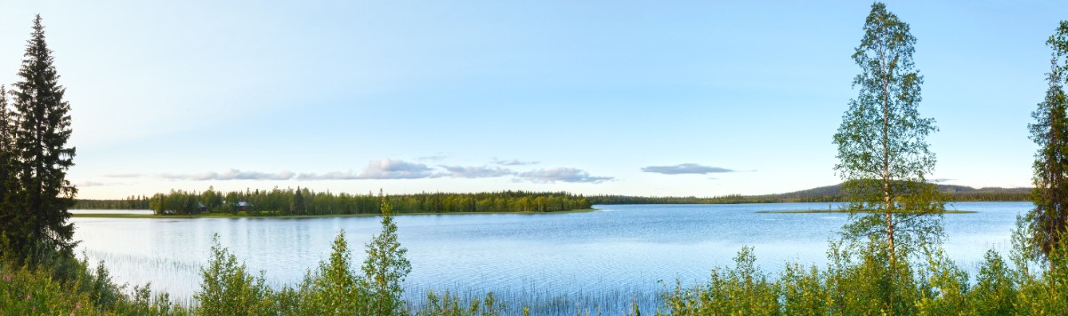 Sommarvy över en sjö med gröna blommor i förgrunden.
