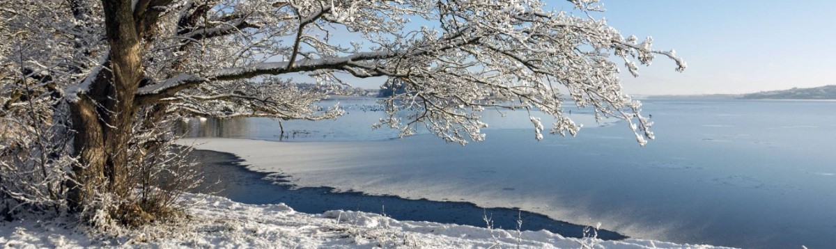 Vintervitt träd med blå himmel och hav i bakgrunden